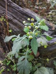 Dichrocephala chrysanthemifolia