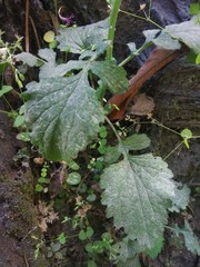 Dichrocephala chrysanthemifolia