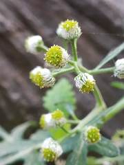 Dichrocephala chrysanthemifolia