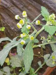 Dichrocephala chrysanthemifolia