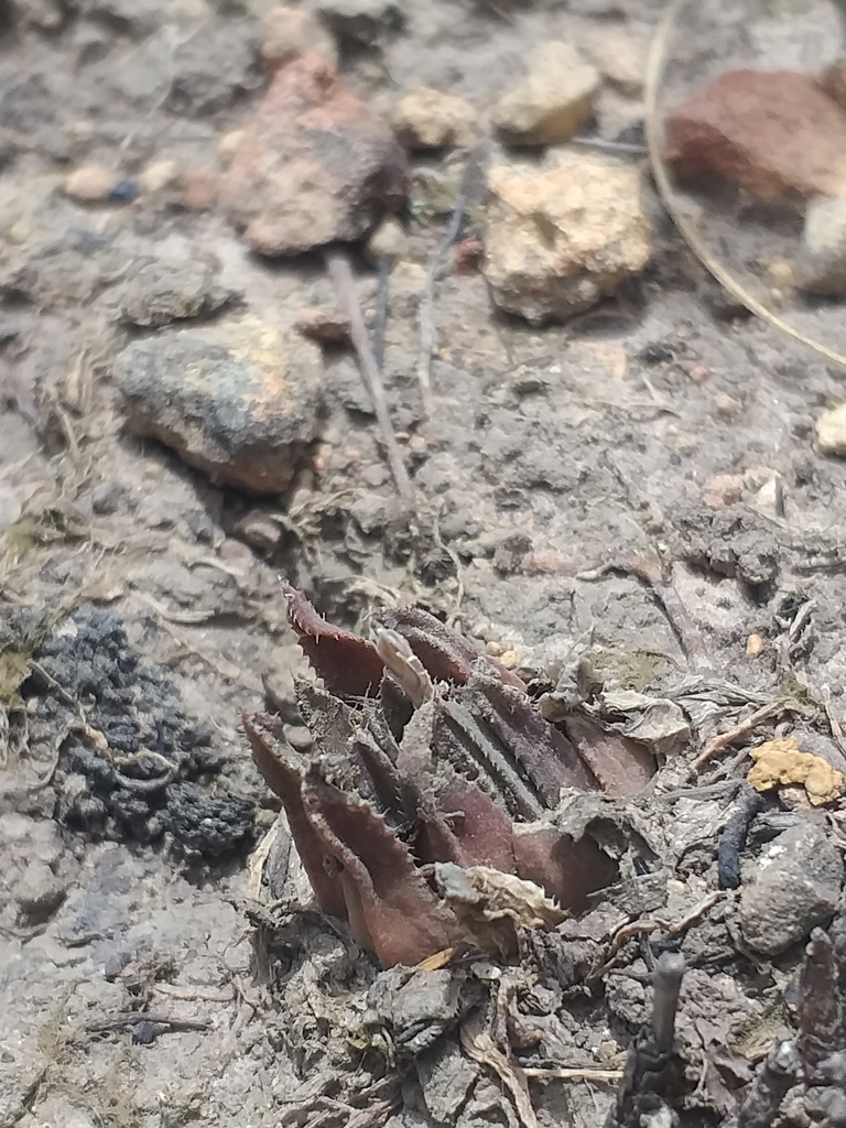 Haworthia floribunda, Eden, ZA-WC, ZA