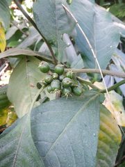 Leycesteria gracilis