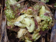 Pedicularis sylvatica