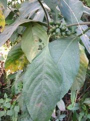 Leycesteria gracilis