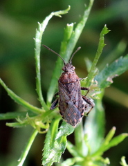 Stictopleurus crassicornis