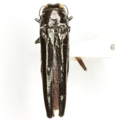 Agrilus prionurus