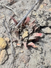 Haworthia