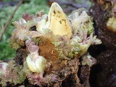 Pedicularis sylvatica