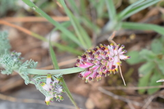 Platycapnos spicata