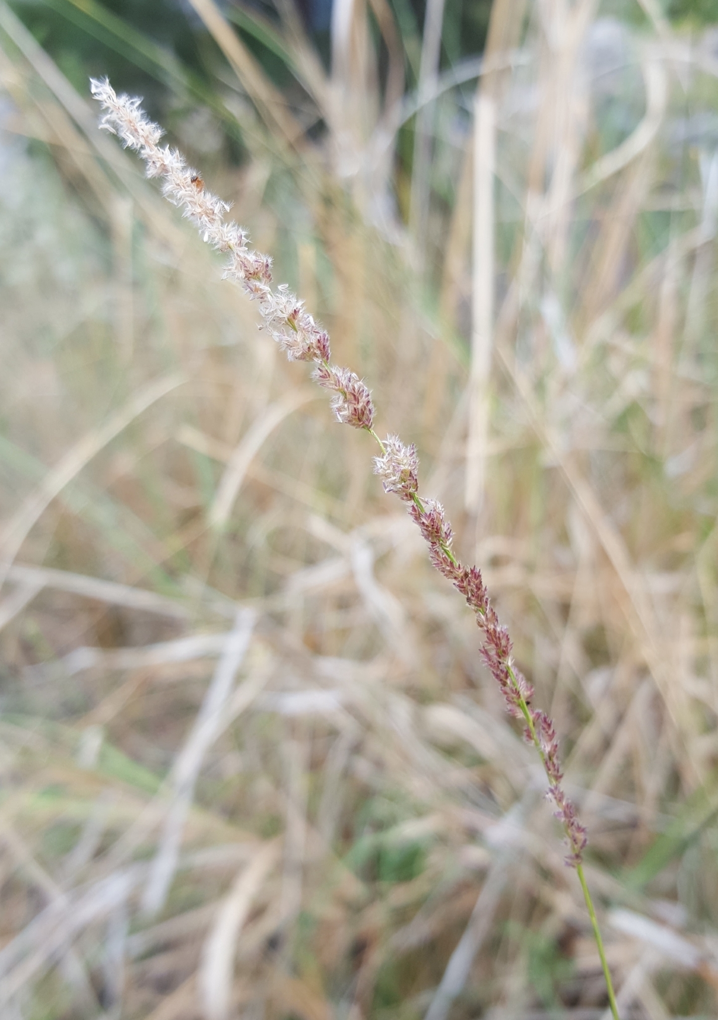 (c) François Rousseu, certains droits réservés (CC BY-NC) https://www.inaturalist.org/observations/104296058