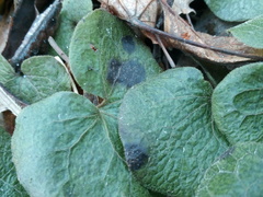 Puccinia asarina