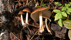 Rhodocollybia prolixa