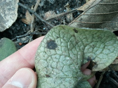 Puccinia asarina