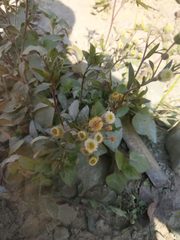 Dichrocephala chrysanthemifolia