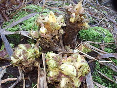 Pedicularis sylvatica