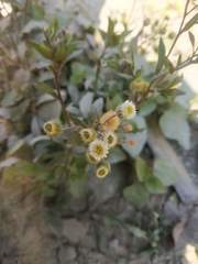 Dichrocephala chrysanthemifolia