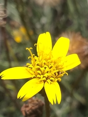Heterolepis peduncularis