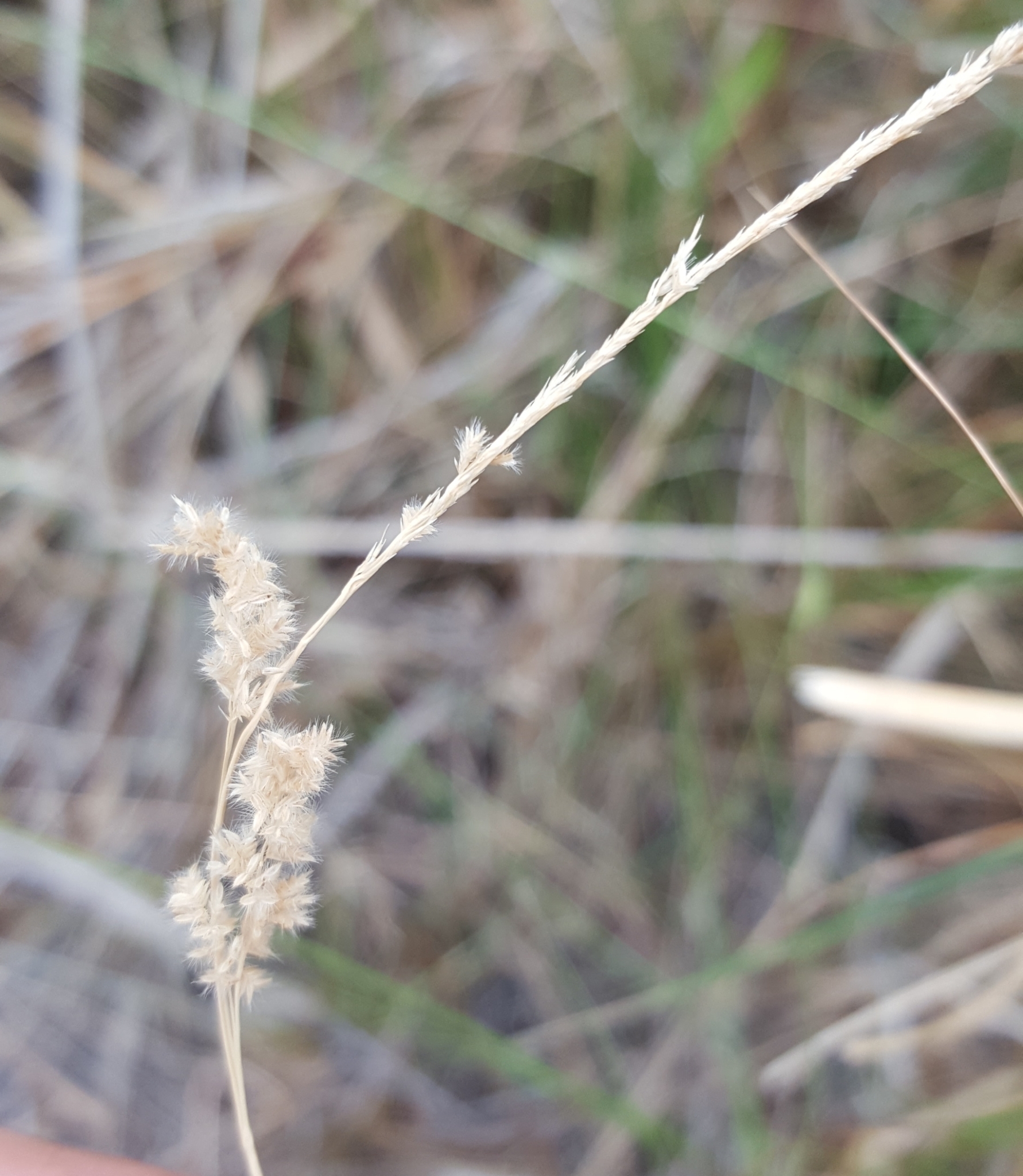 (c) François Rousseu, certains droits réservés (CC BY-NC) https://www.inaturalist.org/observations/104296058