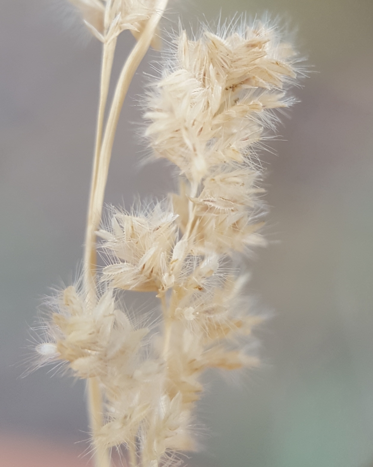 (c) François Rousseu, certains droits réservés (CC BY-NC) https://www.inaturalist.org/observations/104296058