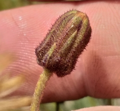Heterolepis peduncularis