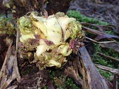 Pedicularis sylvatica
