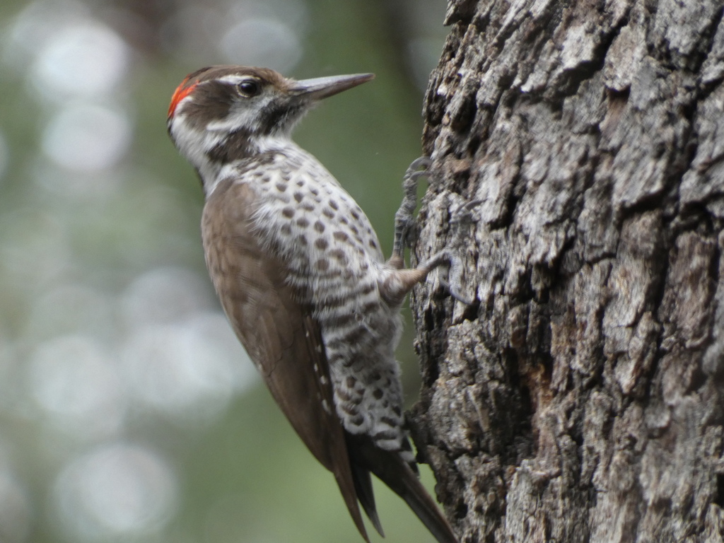 Arizona Woodpecker