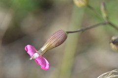 Silene subconica