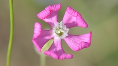 Silene subconica