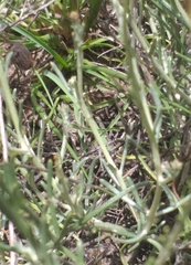 Heterolepis peduncularis