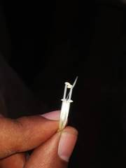 Strobilanthes capitata