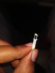 Strobilanthes capitata