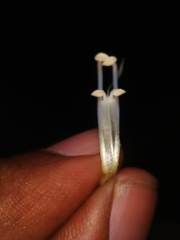 Strobilanthes capitata