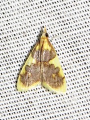 Sameodesma xanthocraspia