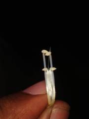 Strobilanthes capitata