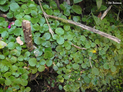 Dysopsis glechomoides