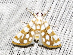 Obtusipalpis pardalis