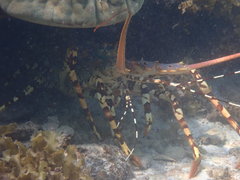 Panulirus ornatus