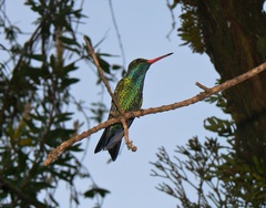 Chlorostilbon lucidus