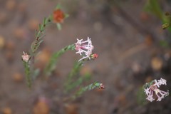 Pimelea angustifolia