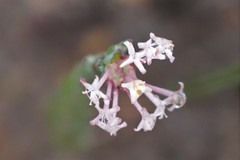 Pimelea angustifolia