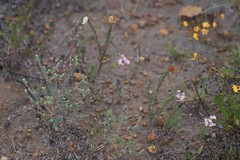 Pimelea angustifolia