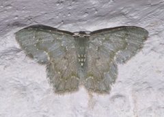 Chloropteryx diluta