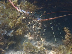 Panulirus ornatus