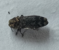 Coraebini