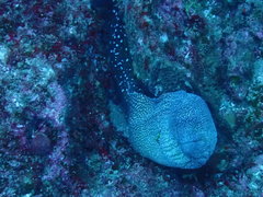 Gymnothorax meleagris