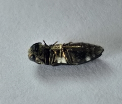 Coraebini