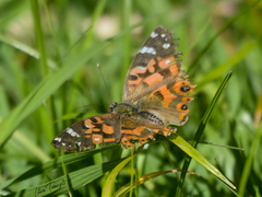 Vanessa braziliensis