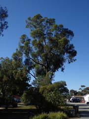 Eucalyptus paniculata