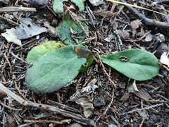 Acourtia tenoriensis