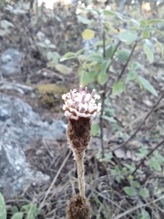 Acourtia tenoriensis